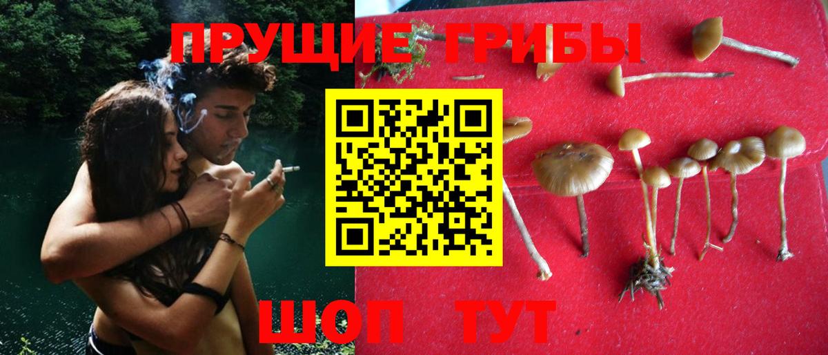 Борзя  Псилоцибиновые грибы прущие грибы  купить закладку  Вход с VPN 